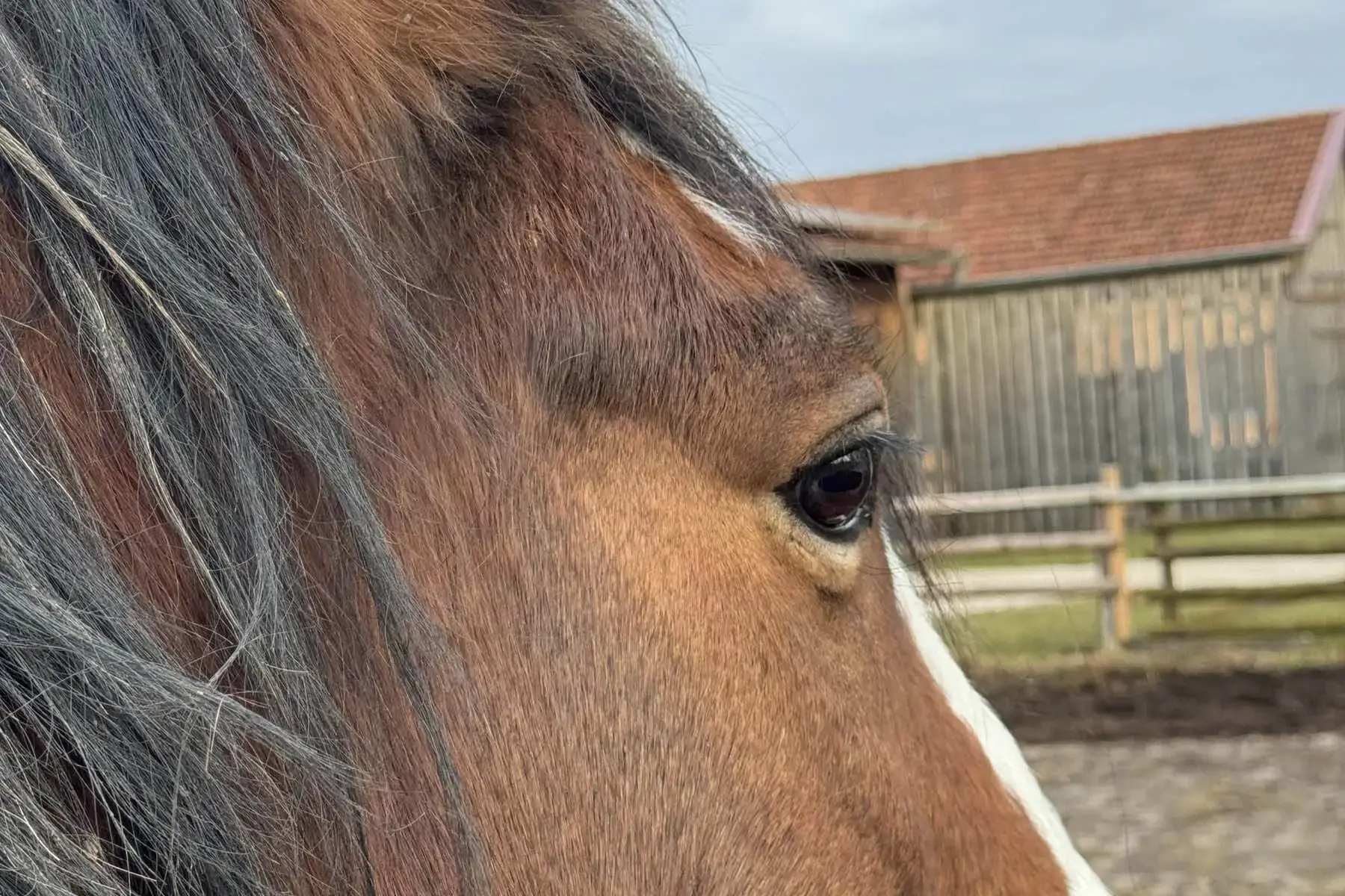 Pferd schaut in die Ferne. Es ist nur das Auge zu sehen.