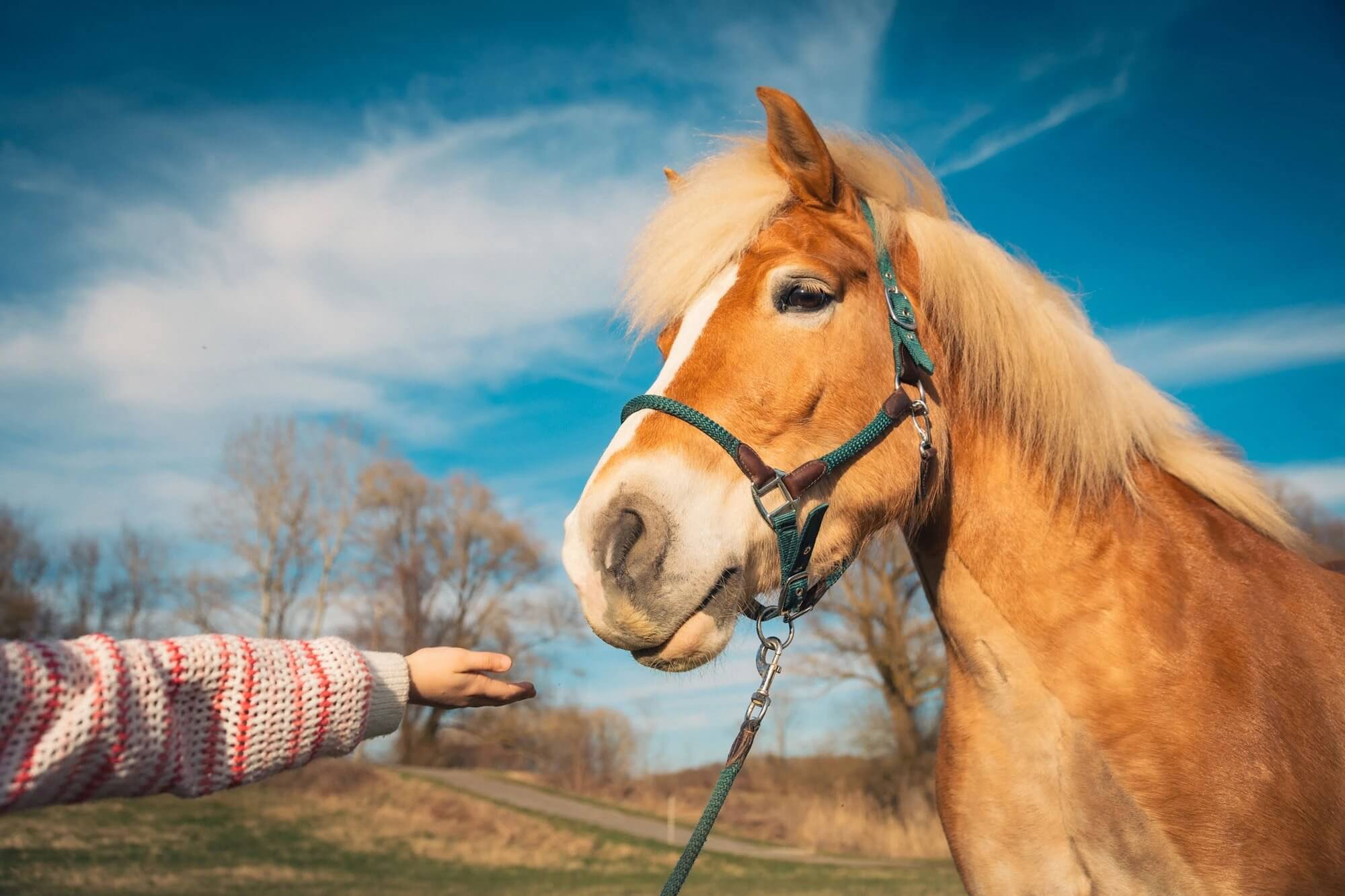 Kind streckt Hand zu Pferd aus. Pferd schaut neugierig.