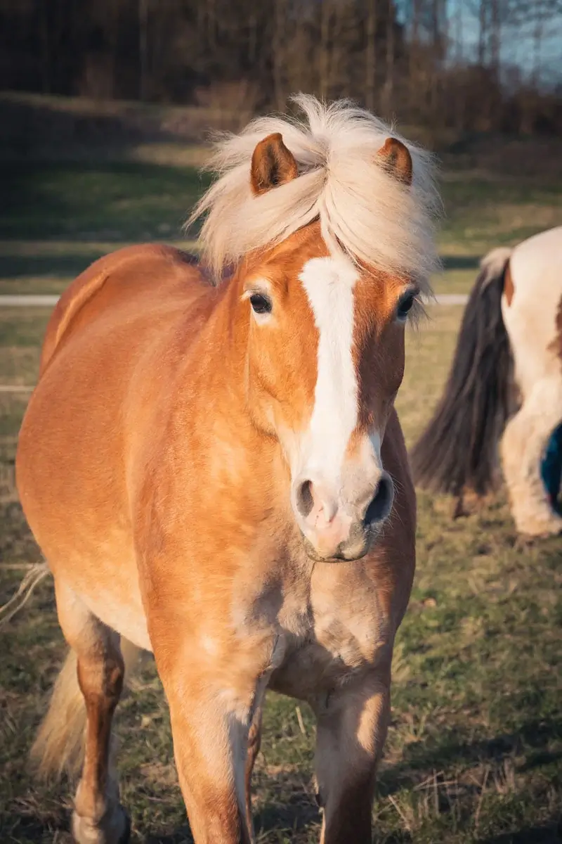 Ein Pferd läuft über die Wiese. Das Pferd ist Otti.