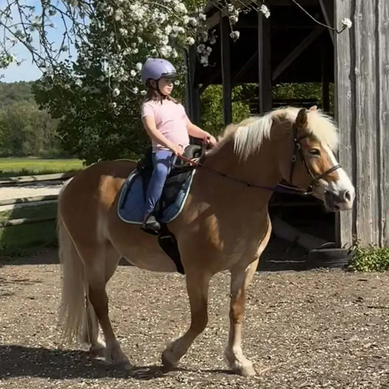 Kind sitzt auf Haflinger und reitet eigenständig.