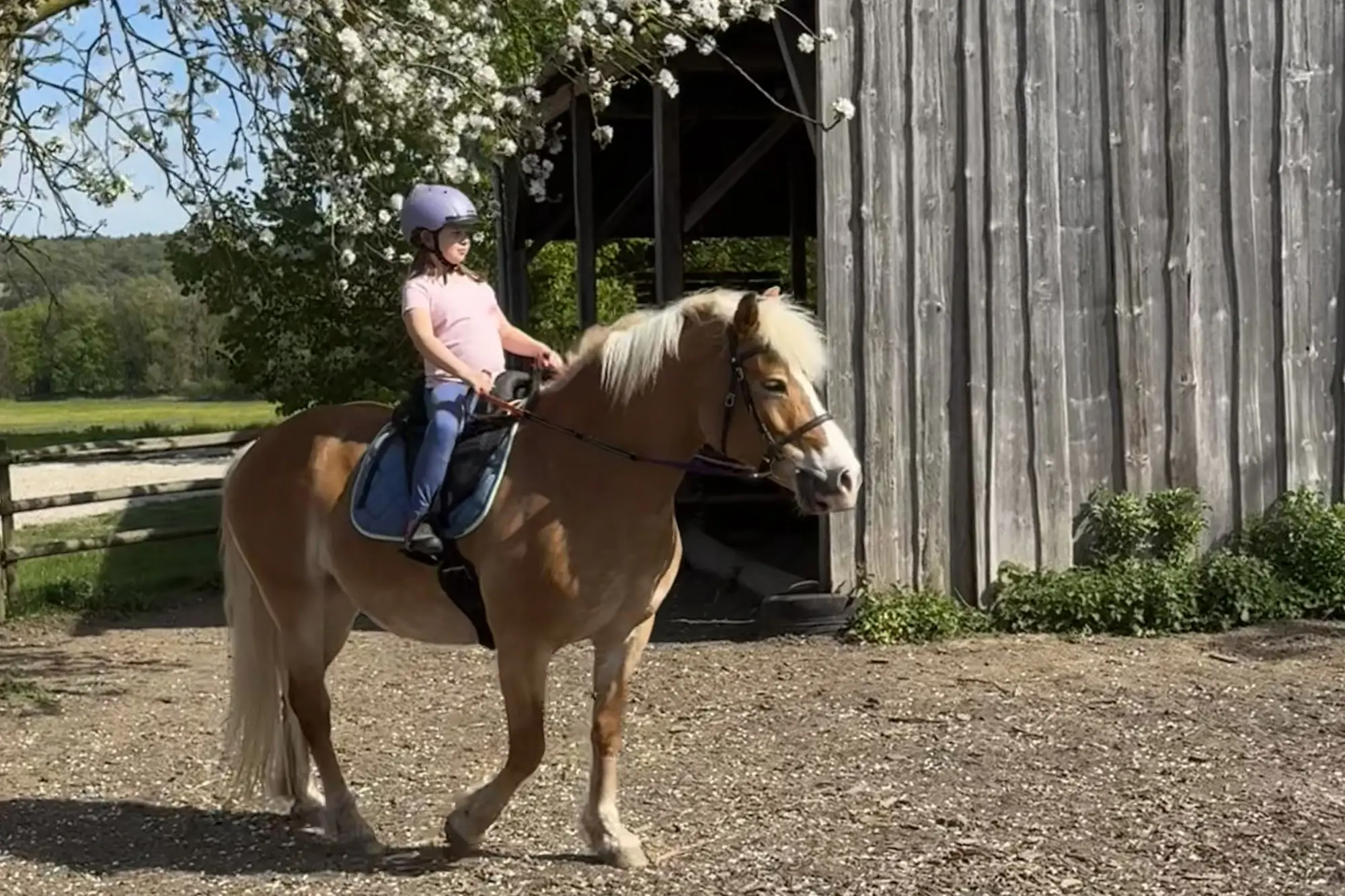 Kind sitzt auf Haflinger und reitet eigenständig.
