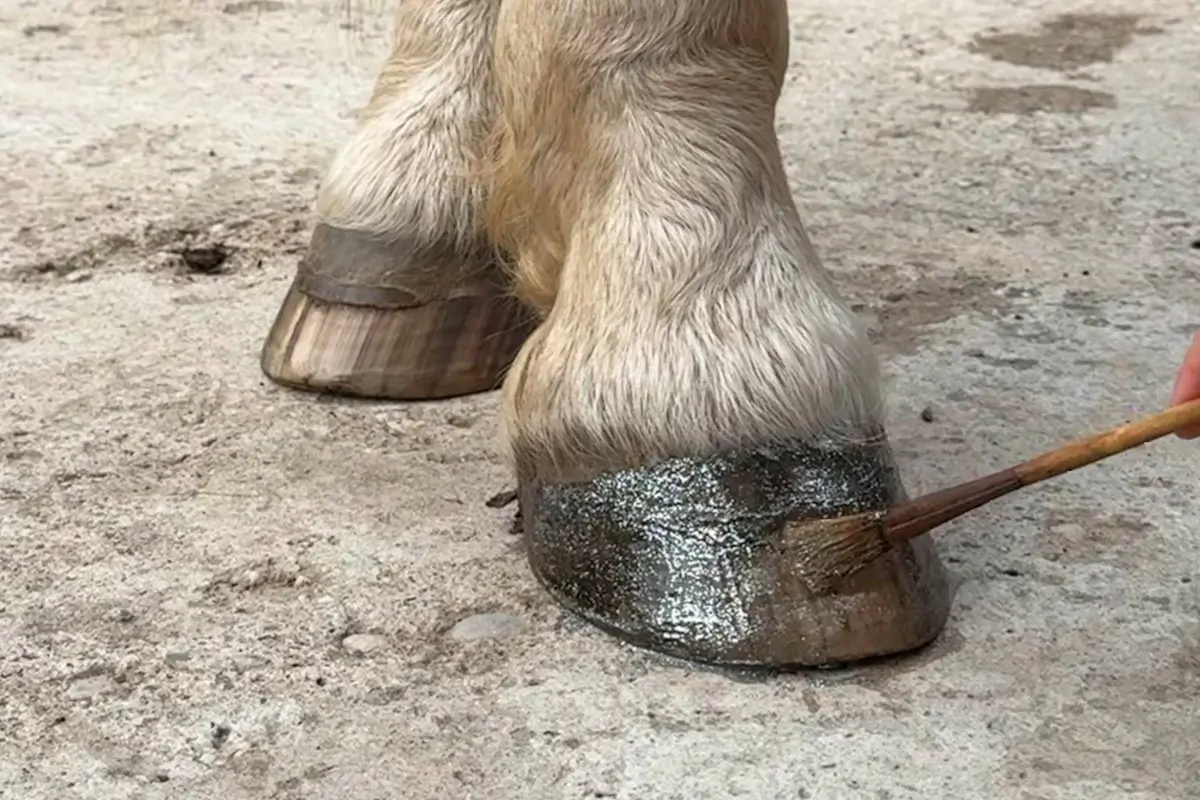 Die Hufe von einem Pferd werden mit Glitzer angemalen.