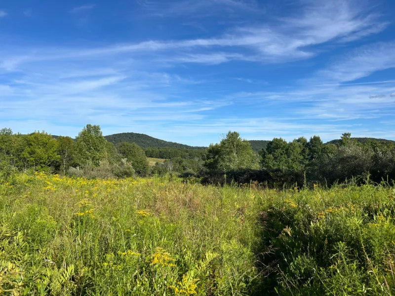 Green meadow with yellow wildflowers and trees in the distance under a blue sky.
