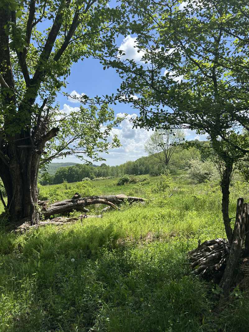 Sunny green meadow with tall grass and trees under a blue sky with scattered clouds.