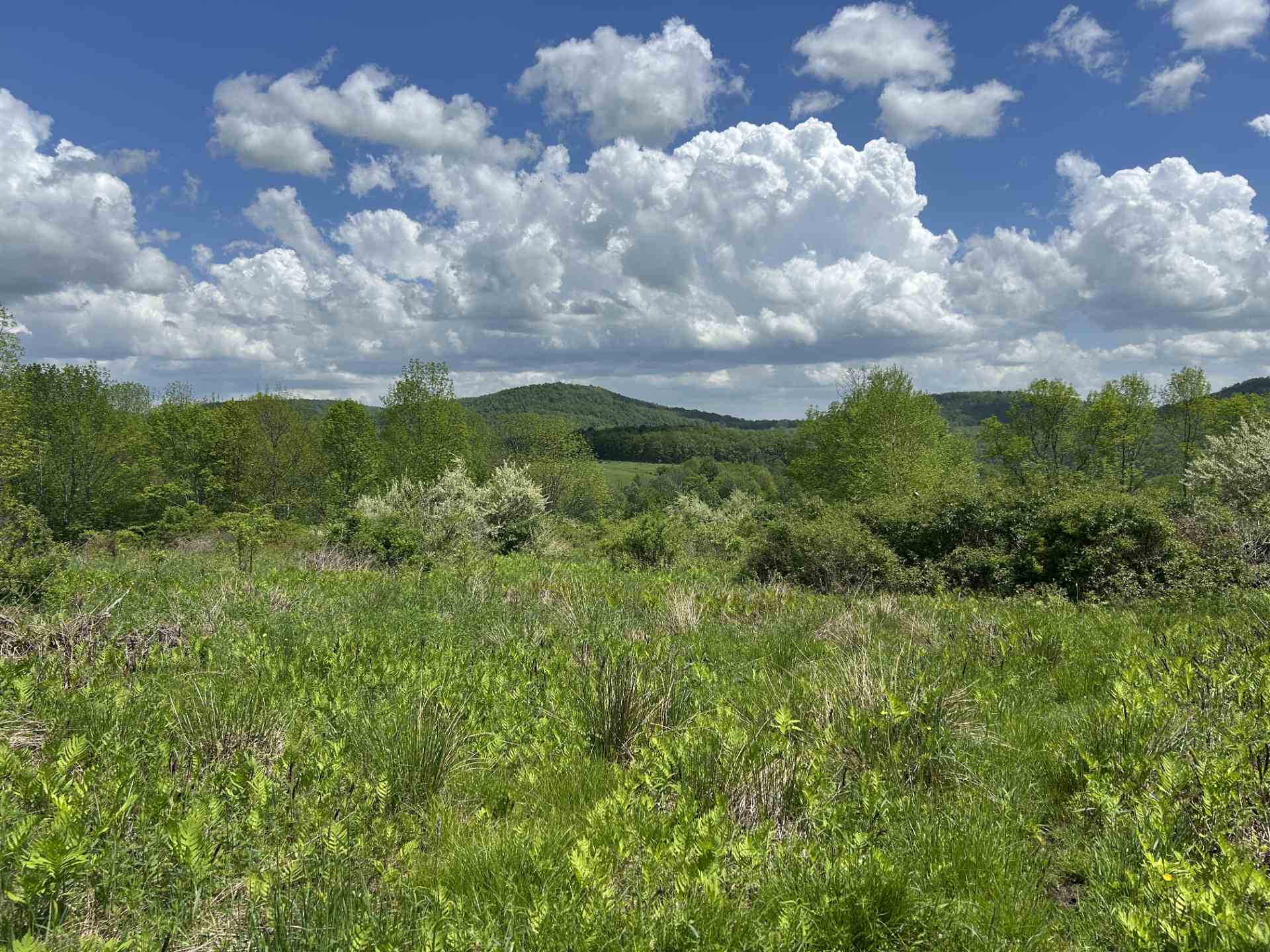 Green meadow with dense trees and hills under a blue sky filled with fluffy white clouds.