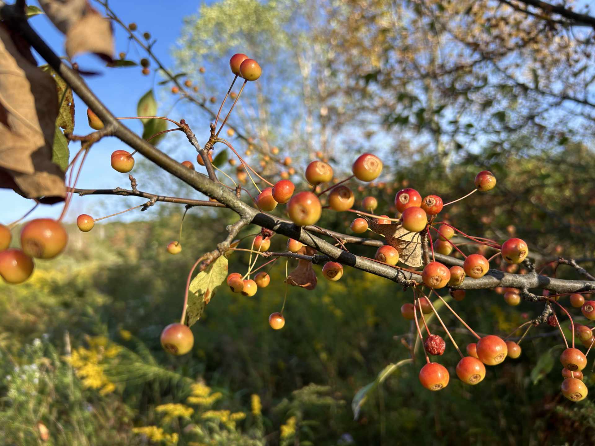 Tree branch with small red and yellow berries.
