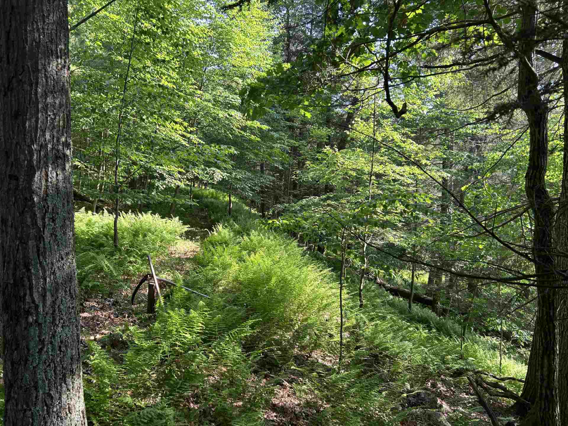 Lush forest with dense green ferns and trees.