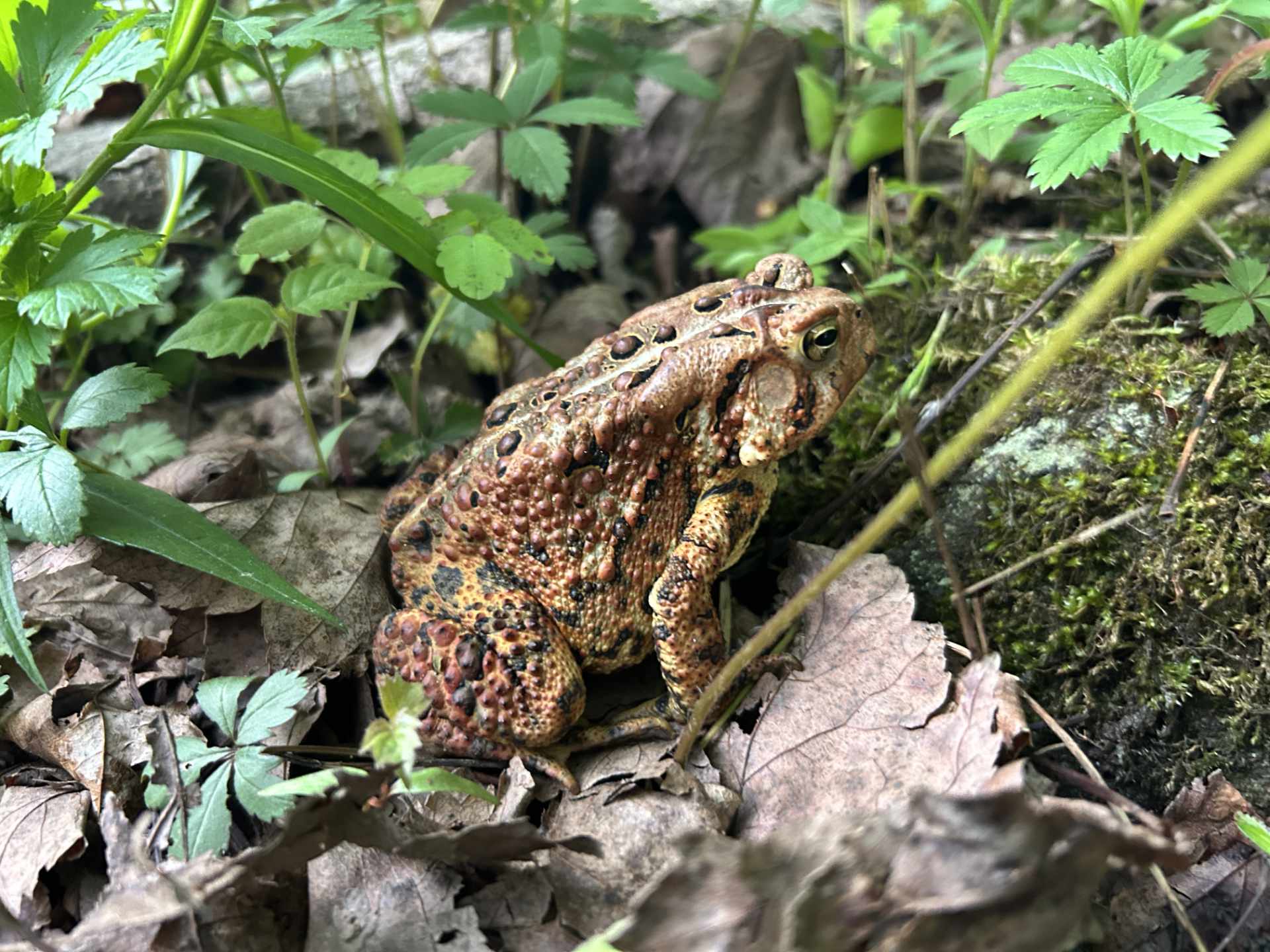 Brown toad with bumpy skin sitting on dry leaves and moss with green plants around.