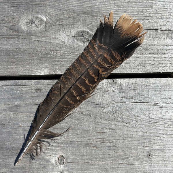 Brown and black patterned bird feather lying on a weathered wooden surface.