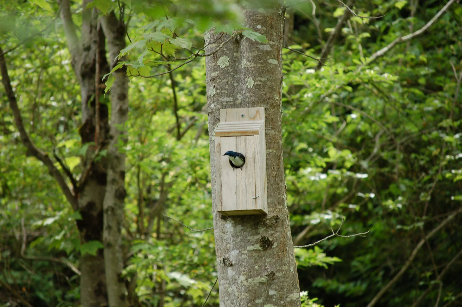 Small bird peeking out from a wooden birdhouse attached to a tree in a green forest.