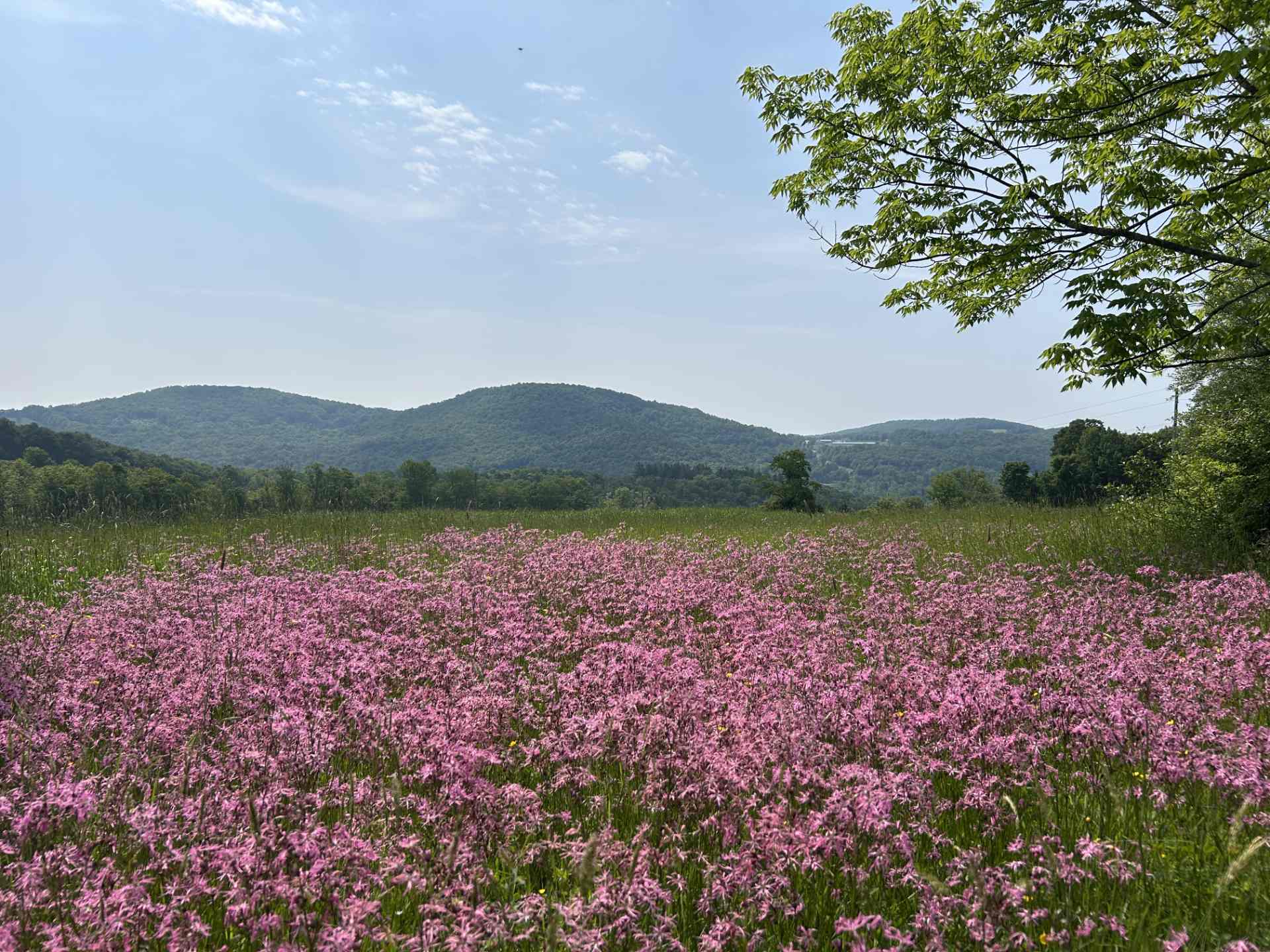 Field of pink wildflowers with green hills and a blue sky in the background.