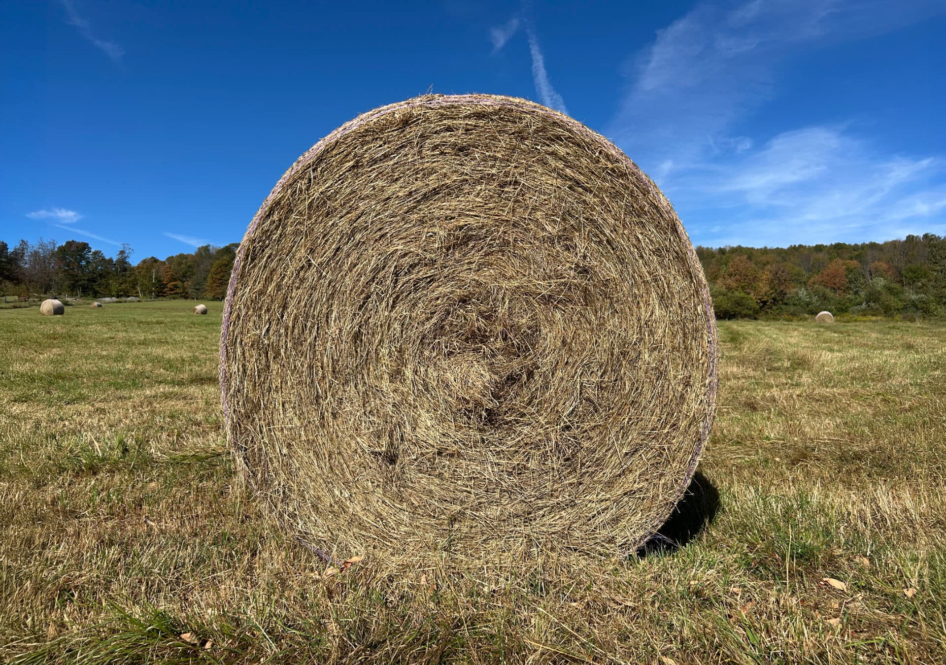 Large round hay bale in a field under a clear blue sky.