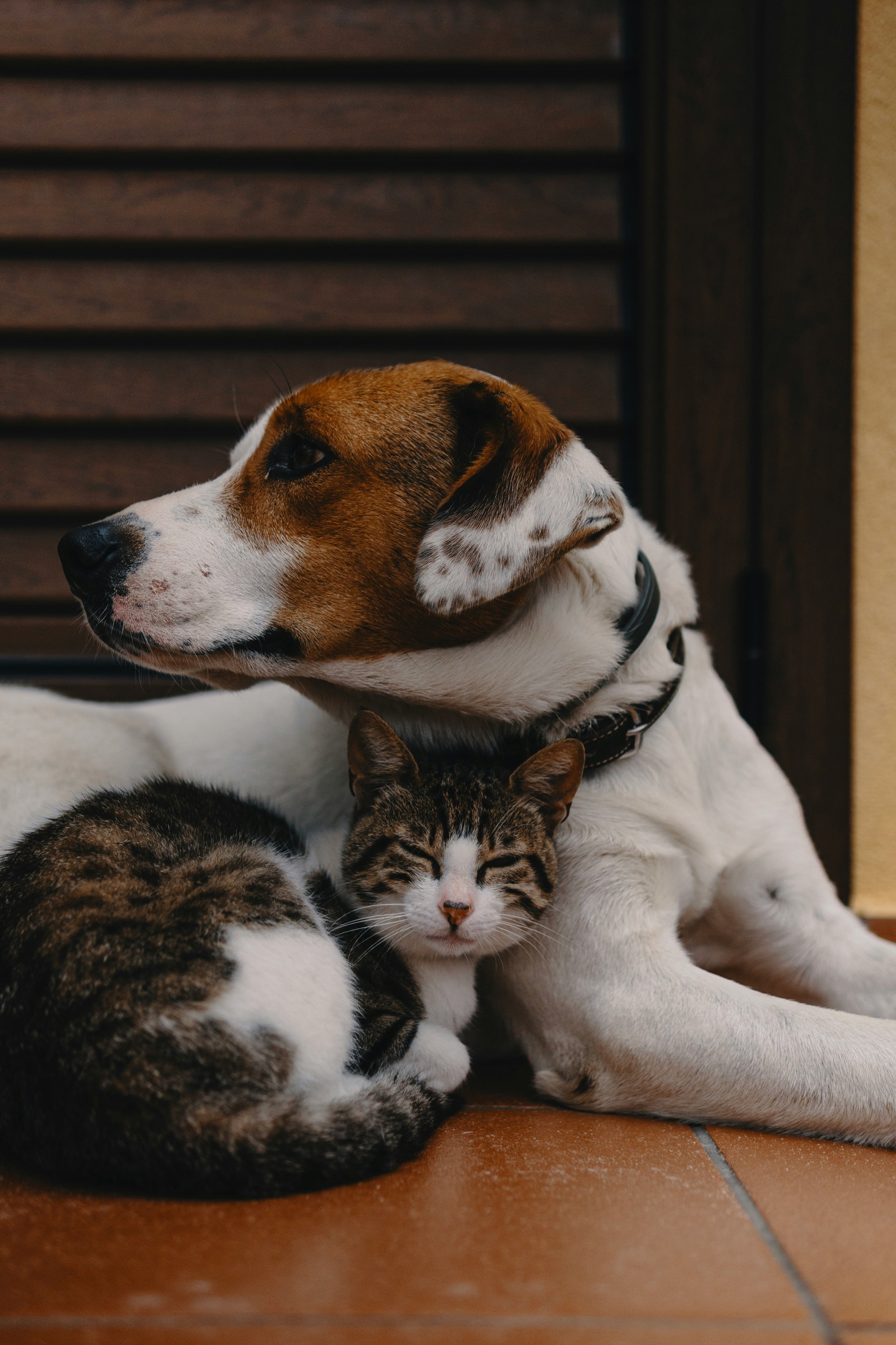 Cozy dog and cat cuddling together on a tiled floor
Photo Credit: Alec Favale, Unsplash