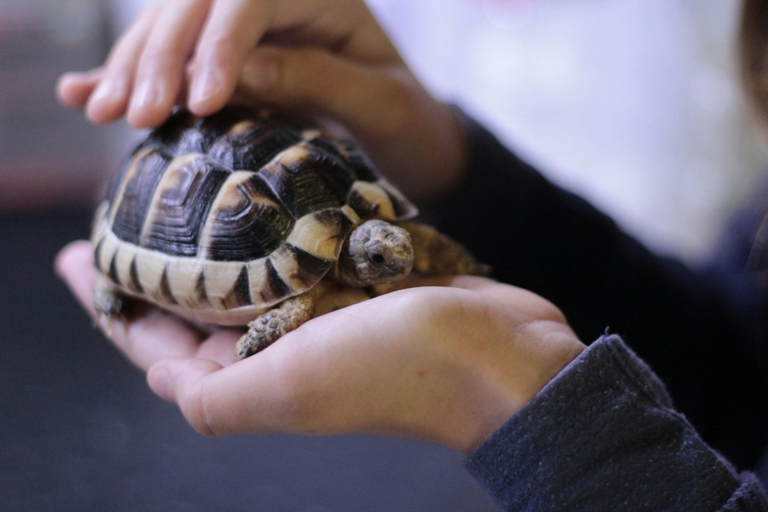 Small tortoise with black and yellow shell resting gently in human hands
Photo Credit: Fernando Mate, Unsplash