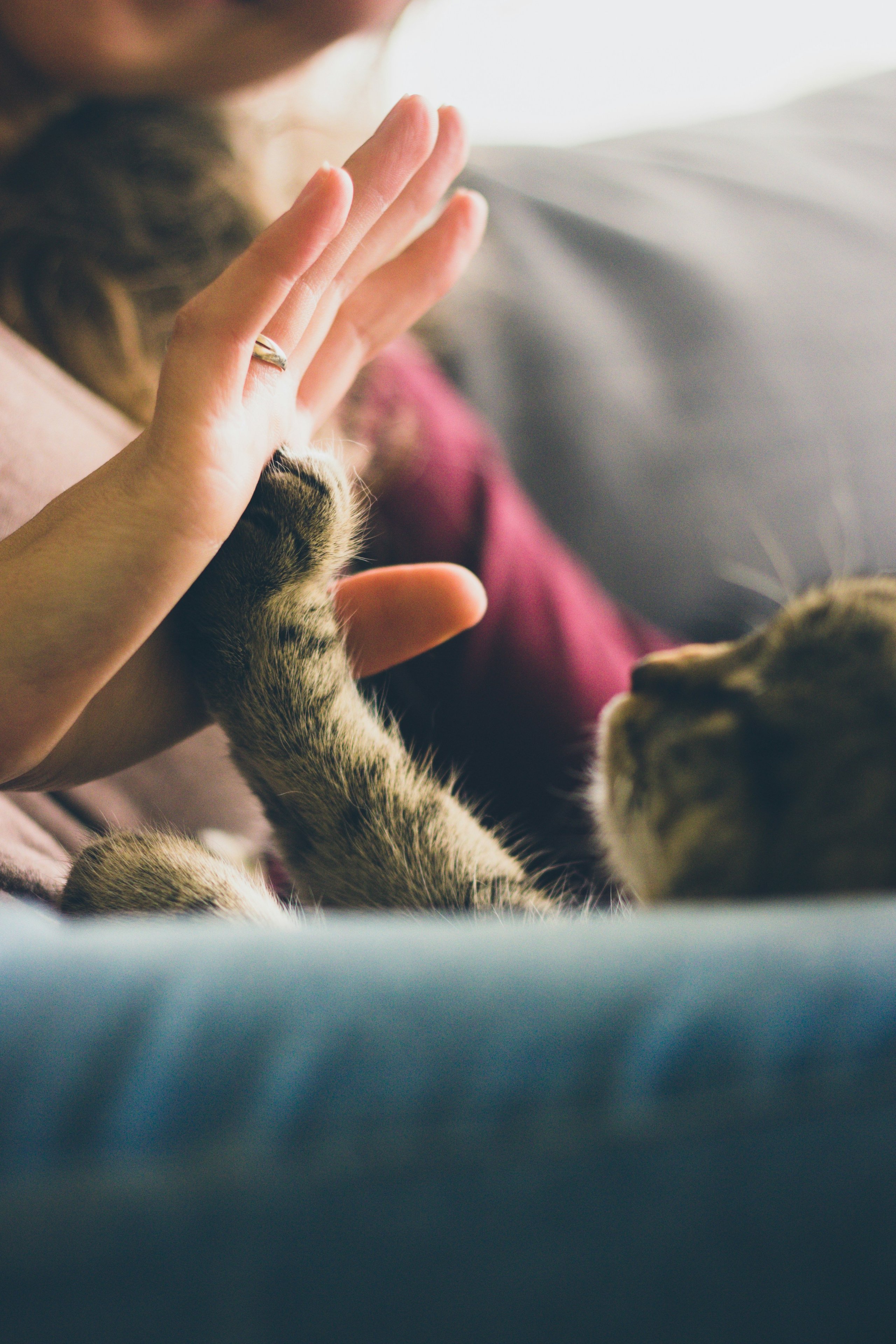 Cat and human hand touching, sharing a tender moment of connection
Photo Credit: Jonas Vincent, Unsplash