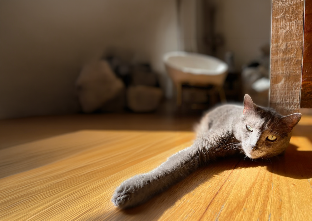 Gray cat stretching out on warm wooden floor in sunlight