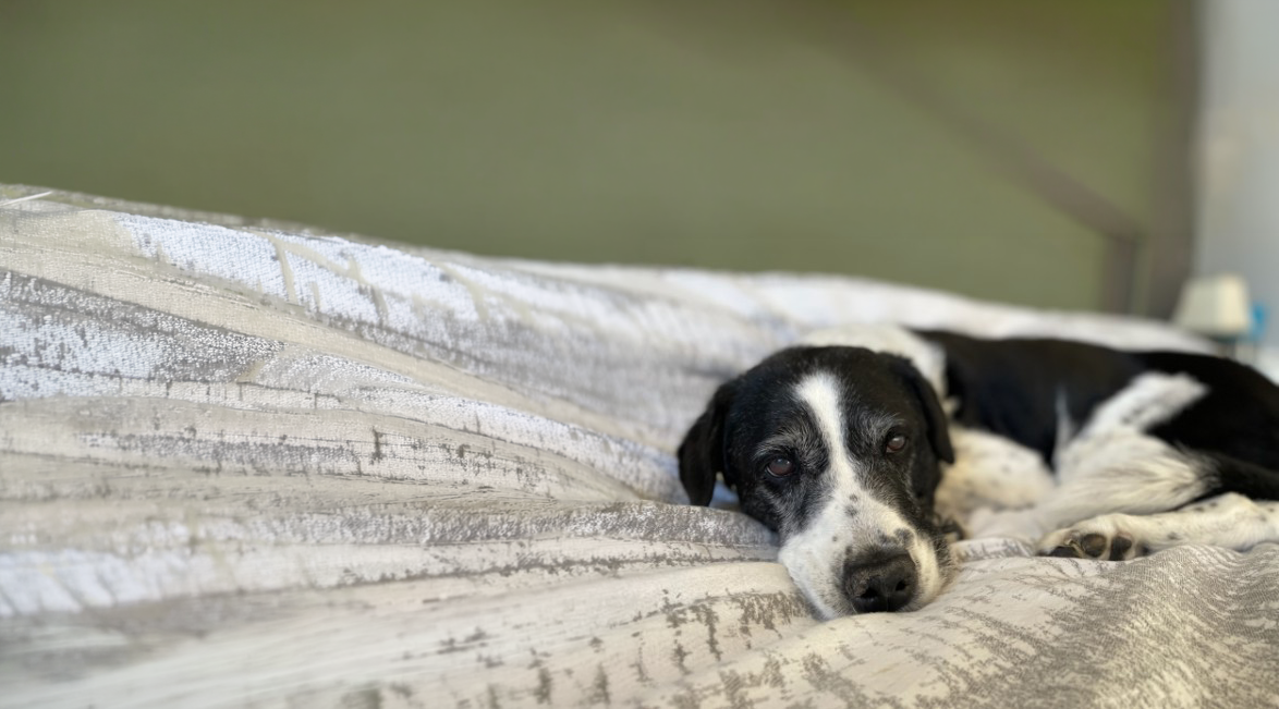 Black and white dog resting peacefully on a textured blanket