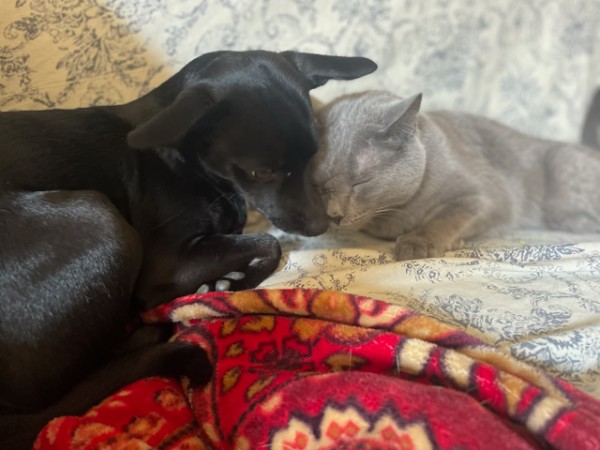 Black and gray cats cuddling together on a colorful patterned blanket