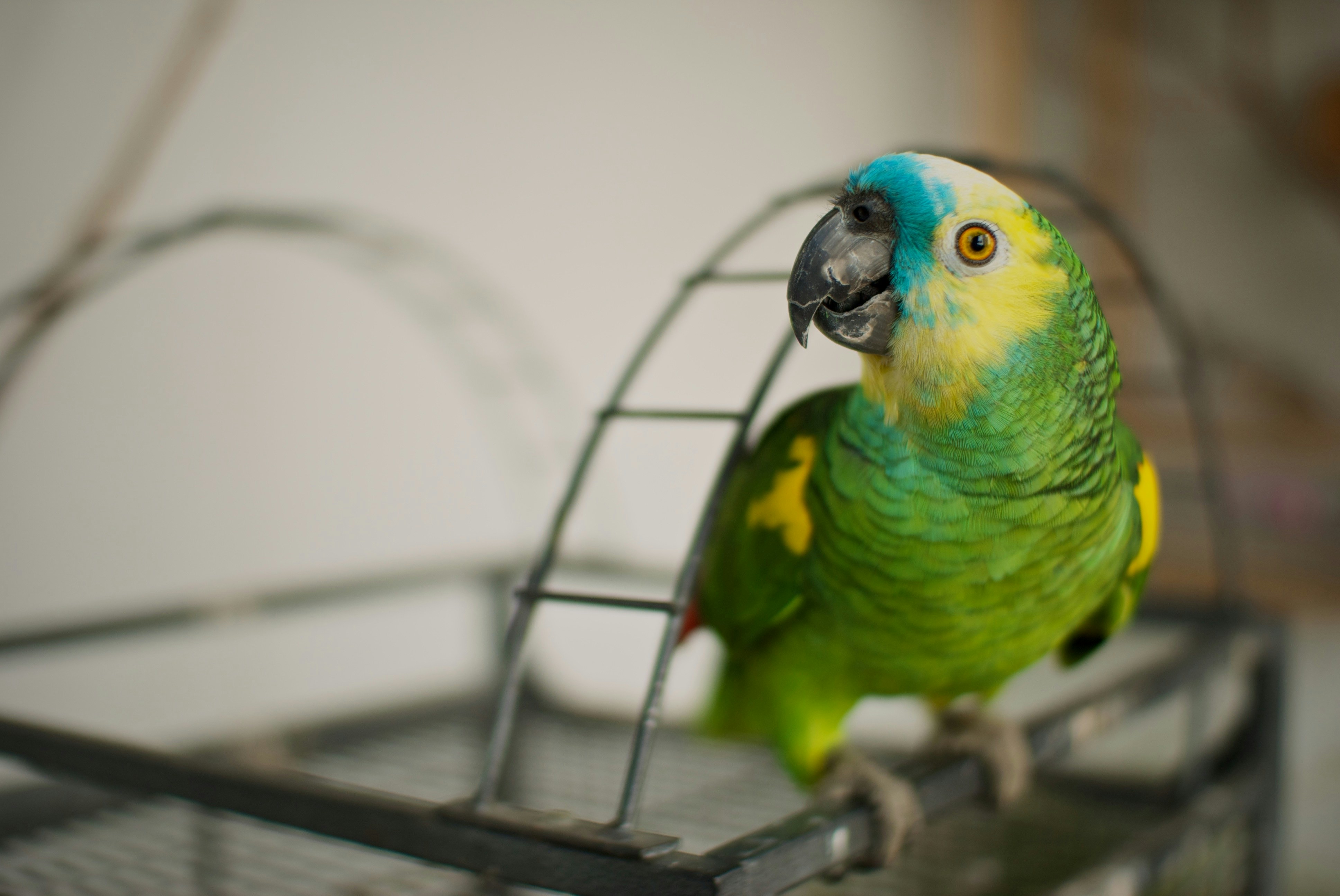 Colorful blue, green, and yellow parrot perched on metal cage
Photo Credit: David Vives, Unsplash
