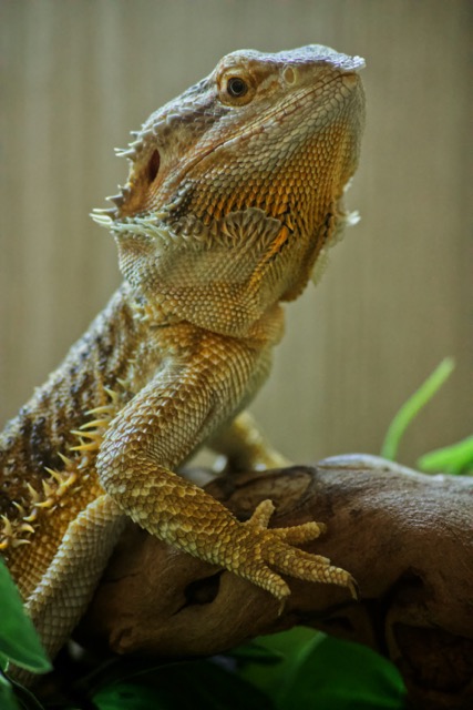 Bearded dragon lizard perched on branch with detailed scaly texture
Photo Credit: Adam Mills, Unsplash