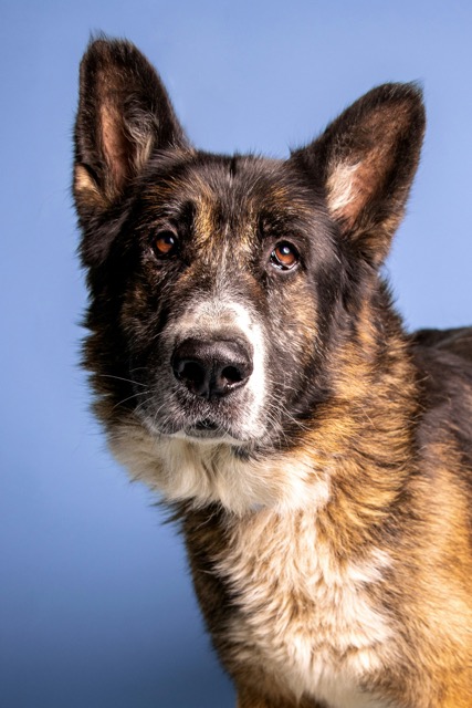 Mixed breed dog with intense gaze against blue background
Photo Credit: Michael G, Unsplash