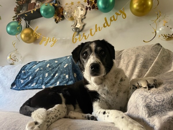 Dog celebrates birthday with balloons and decorative banner