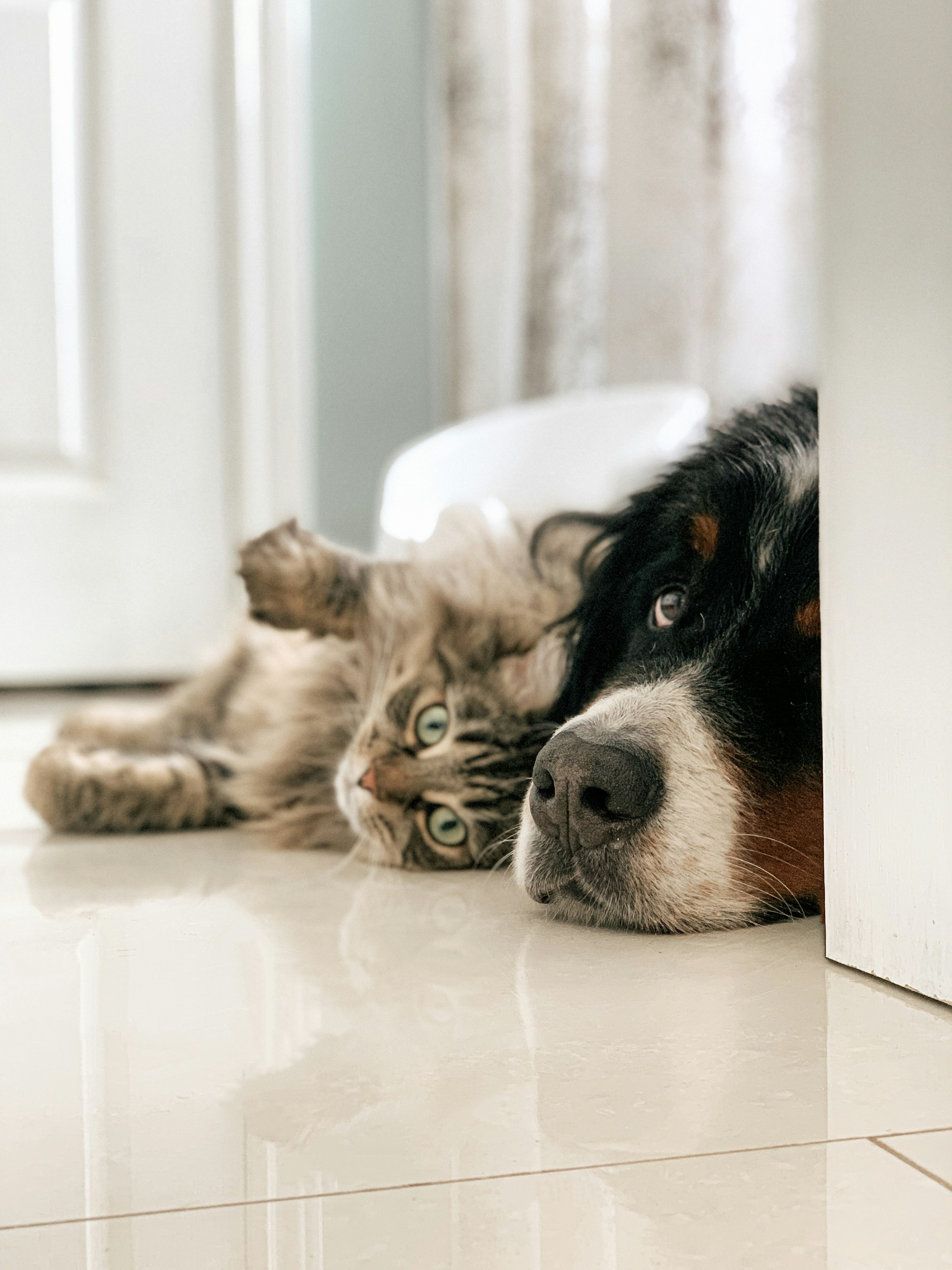 Sleepy dog and cat cuddling together on a shiny floor