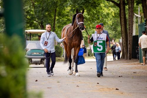 Two men walking a racehorse down a tree-lined path near a golf cart and other people.