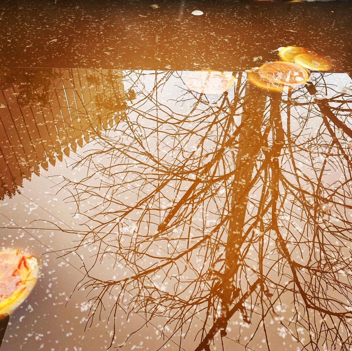 Reflection of a bare tree and a fence in a puddle with floating autumn leaves. The scene conveys a serene, contemplative mood.