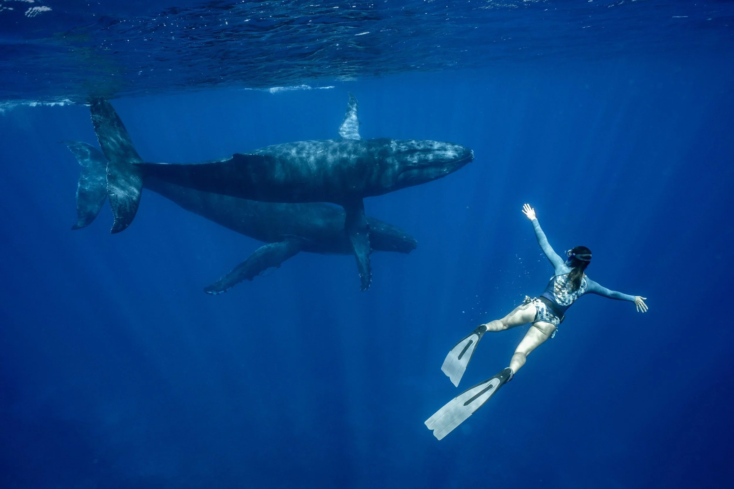 Snorkeler swimming above a humpback whale in deep blue water