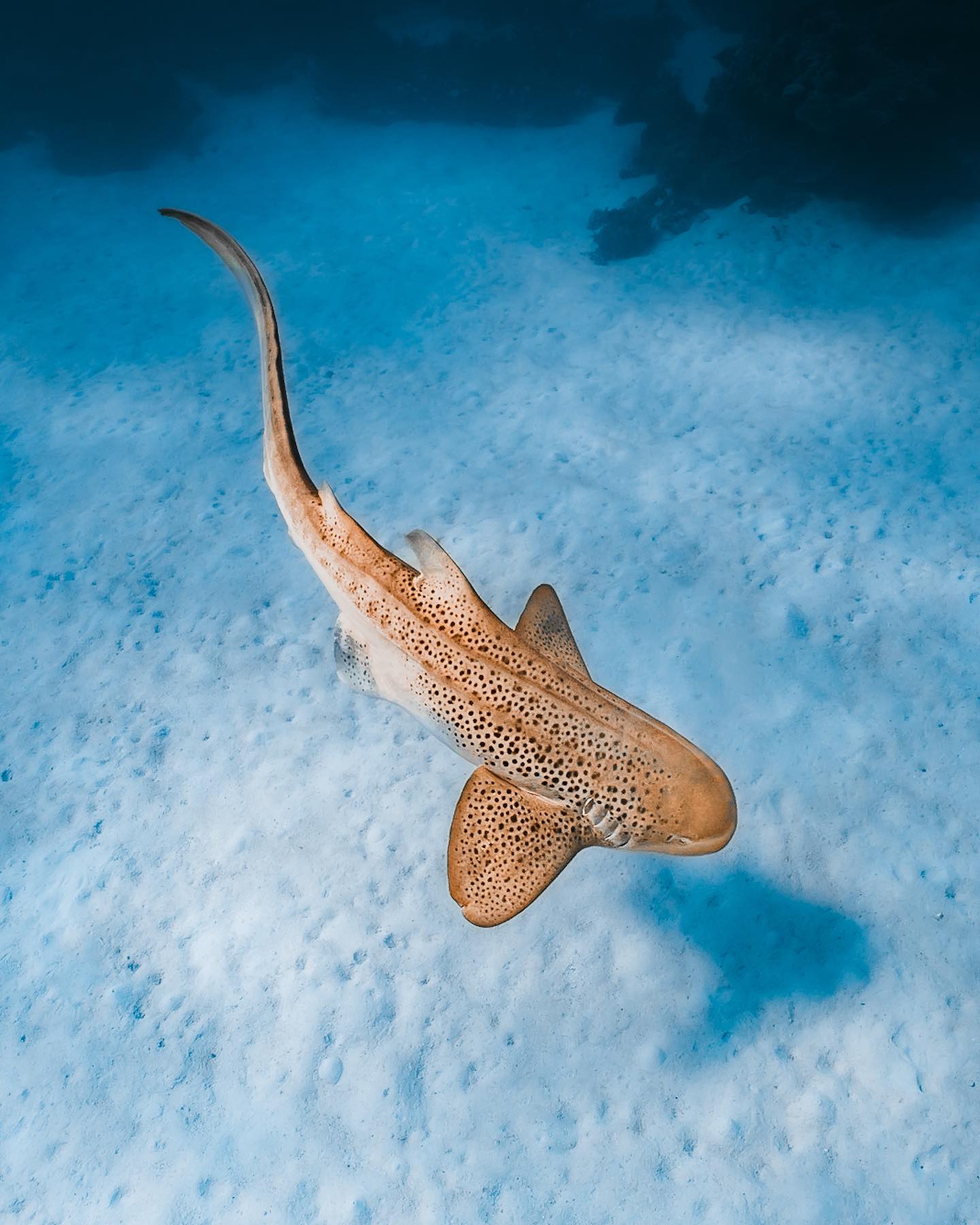 Manta ray swimming straight towards the camera with its mouth open