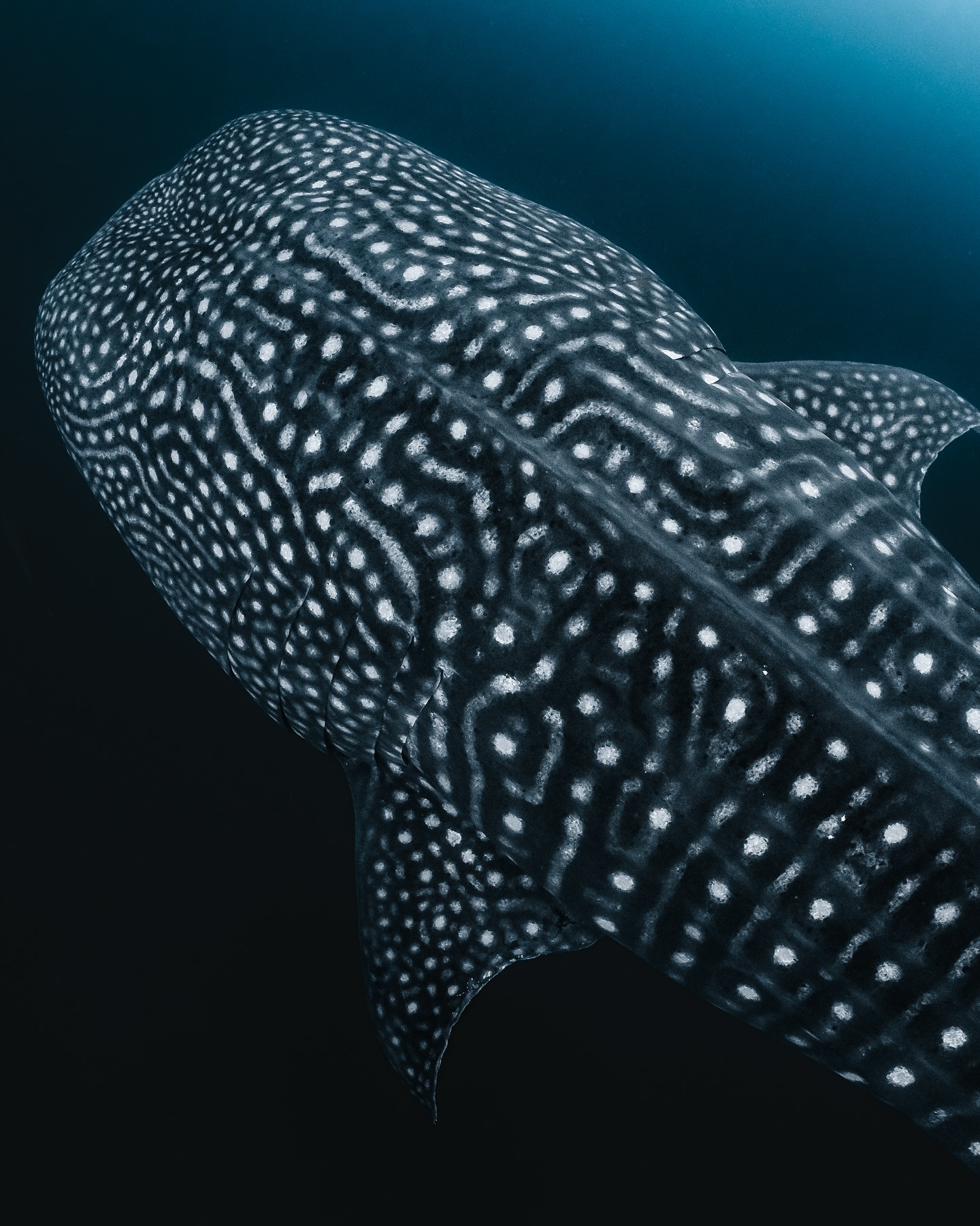 Whale shark gliding through deep blue water