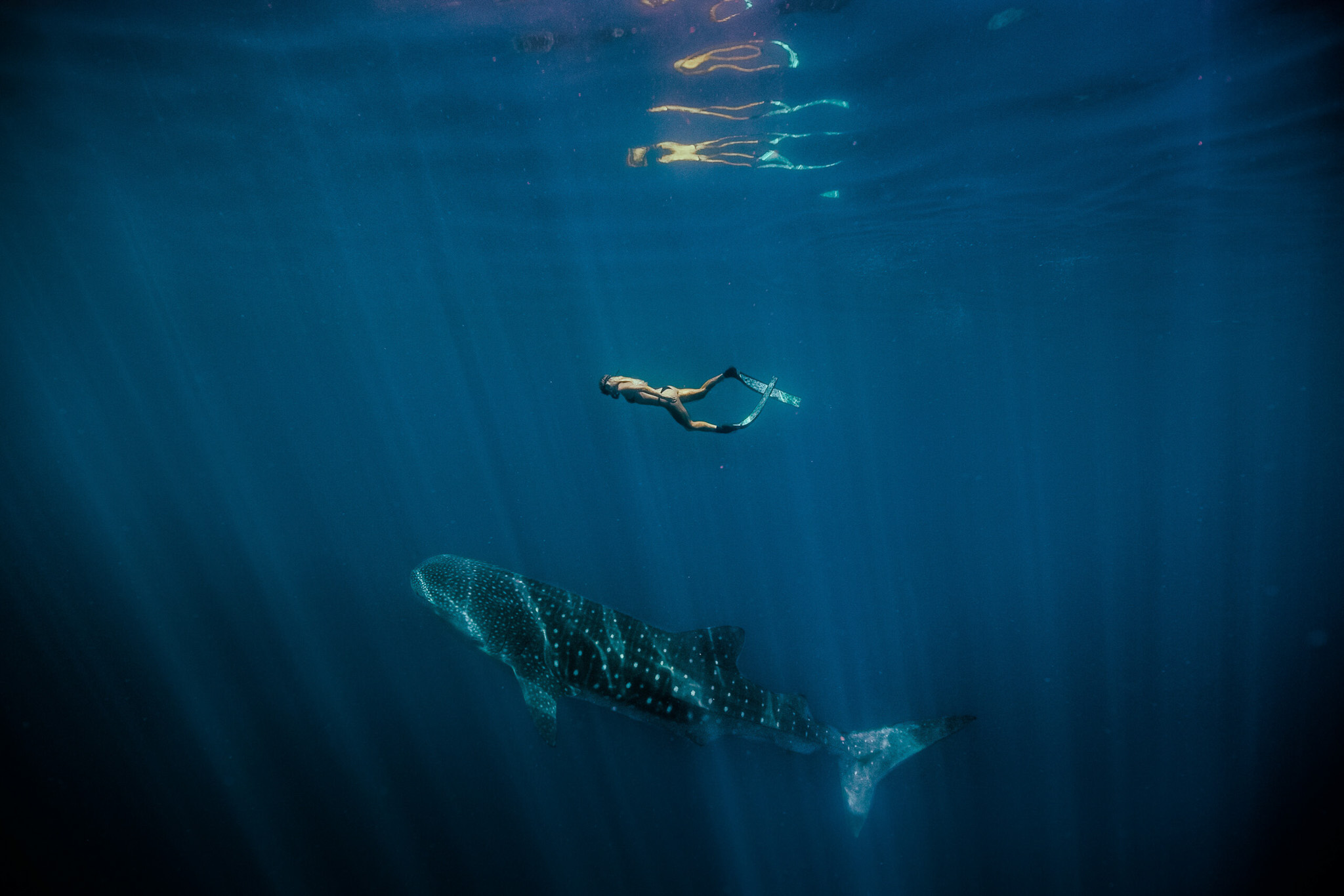 Swimmer above a whale shark in deep blue water