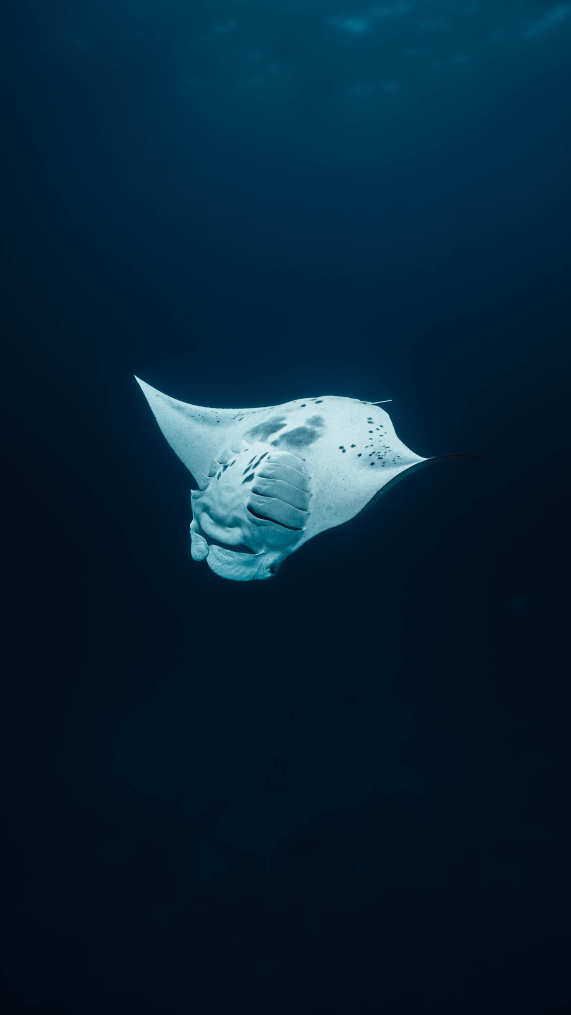 Snorkeler in a Maui shirt holding a SeaFrogs housing high above the water