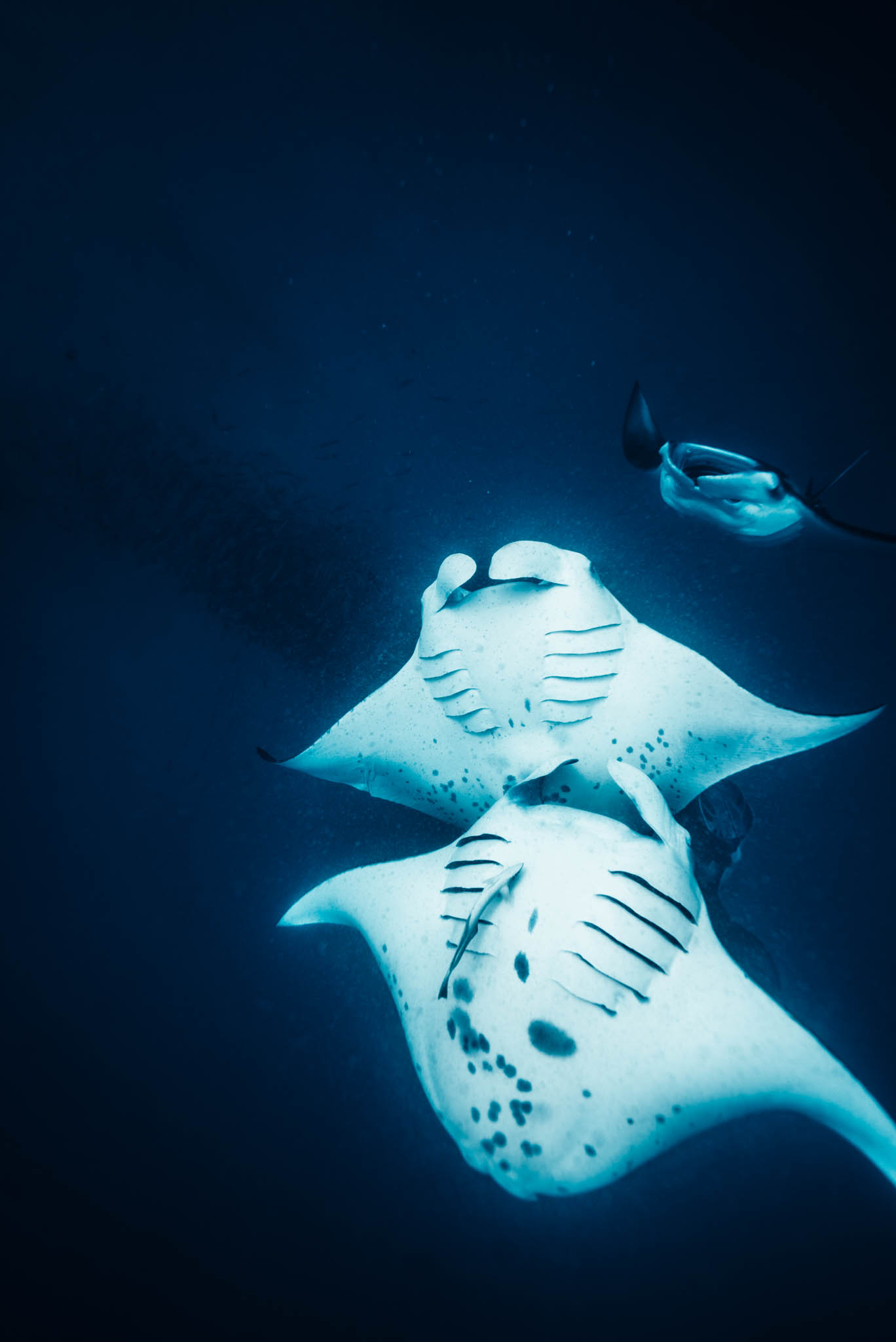Reef manta ray seen from below