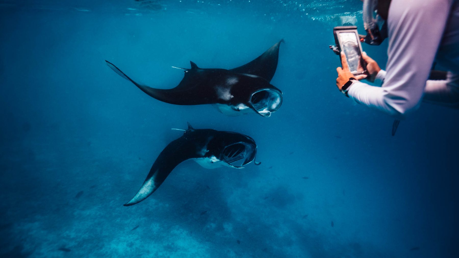 Two manta rays swimming past a snorkeler filming with a phone in a housing