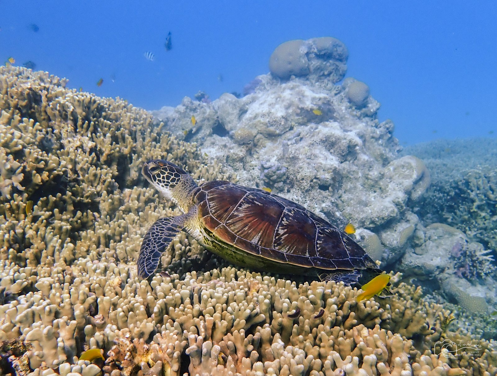 Green sea turtle resting on a coral reef in the Maldives