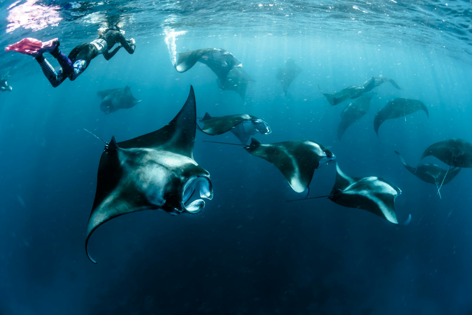 Snorkelers swimming above a group of manta rays in the Maldives