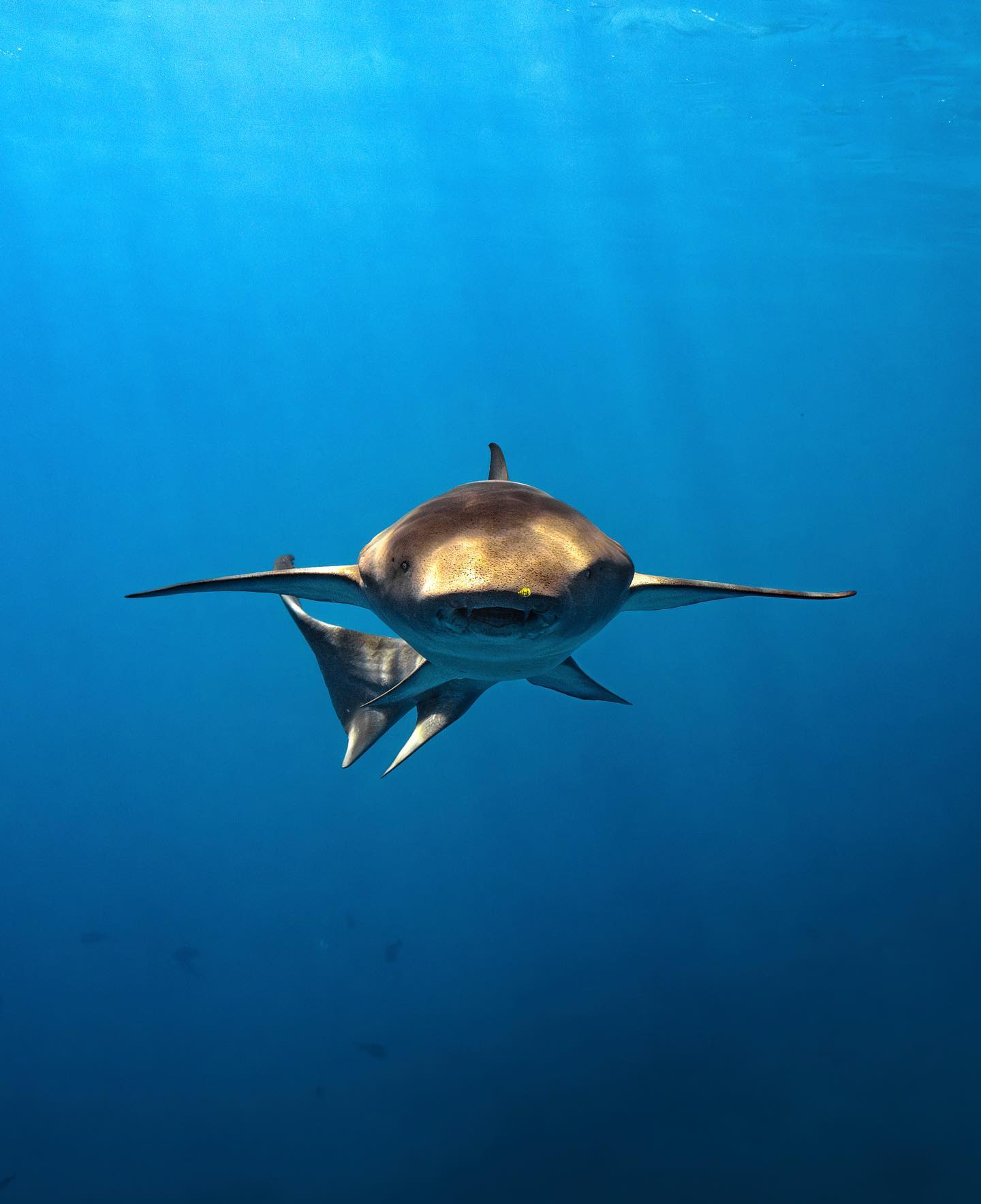 Bull shark swimming in deep blue water in Fiji