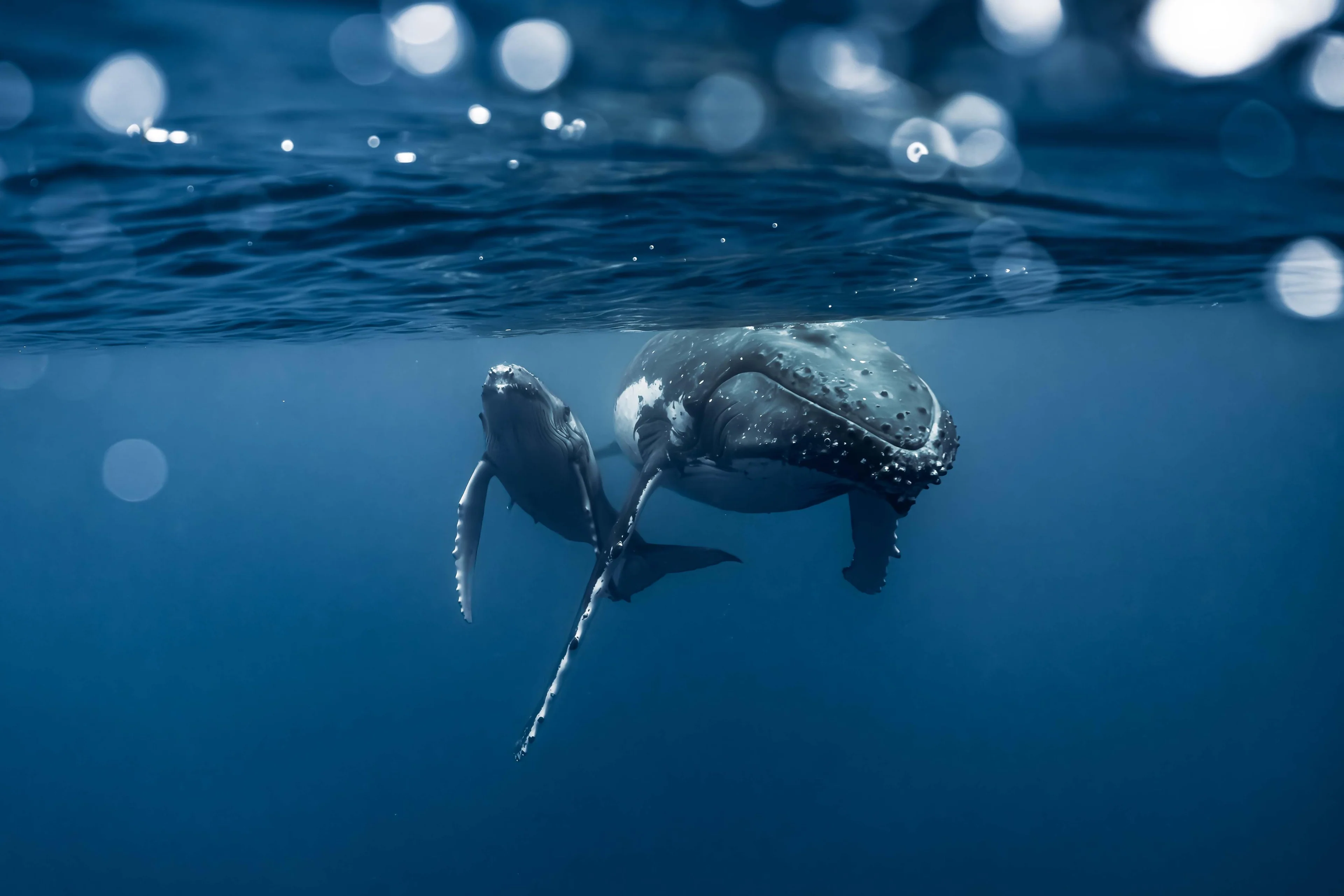 Humpback whale mother and calf just below the surface in Tonga