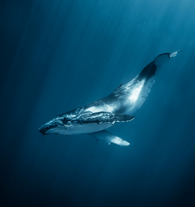Humpback whale calf swimming in deep blue water