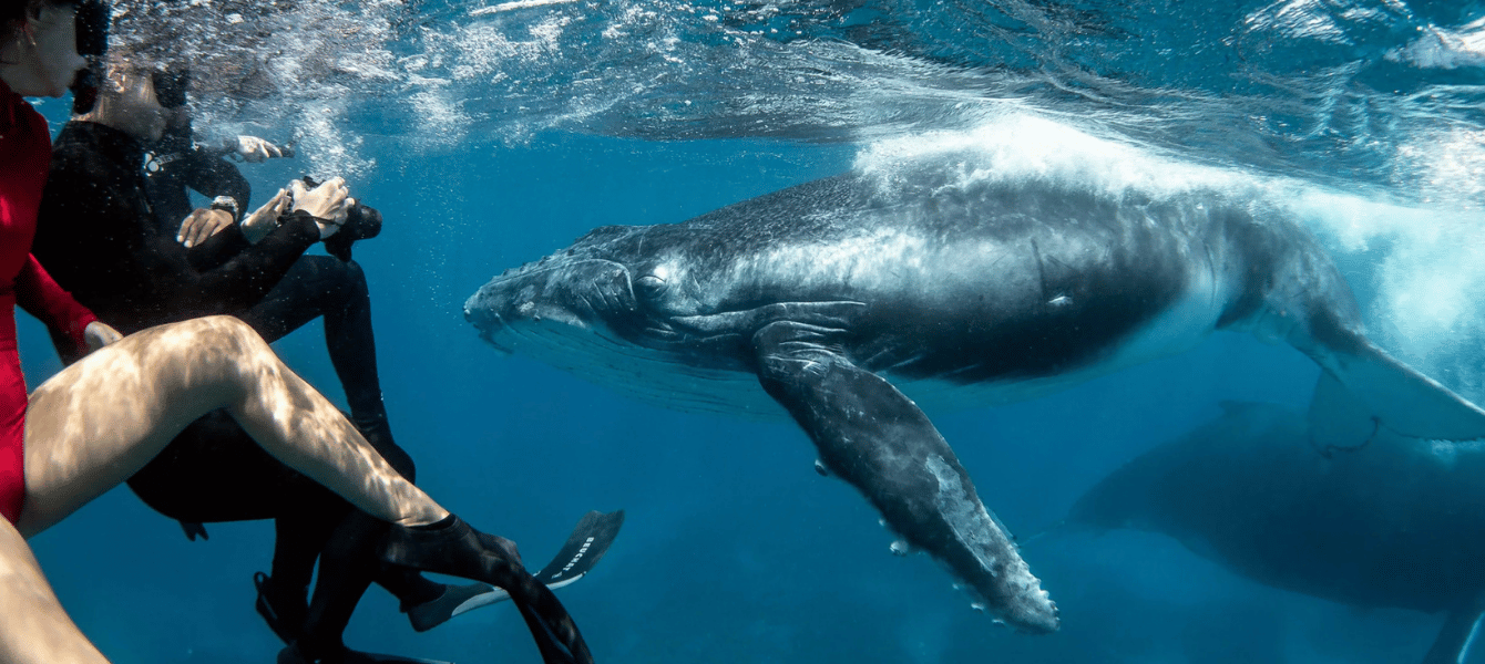 Snorkeler filming a humpback whale up close in Tonga
