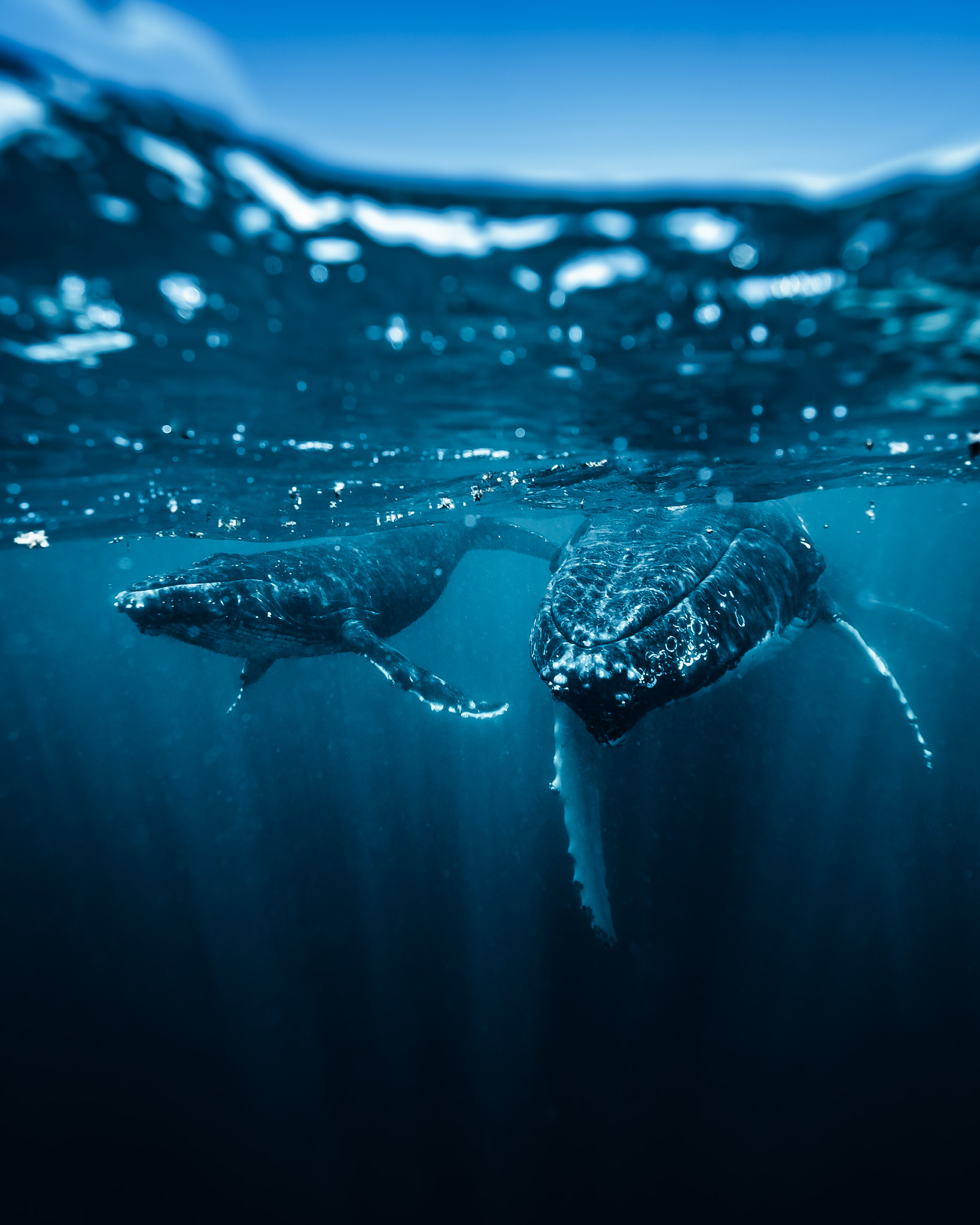 Humpback whale mother and calf underwater in Tonga