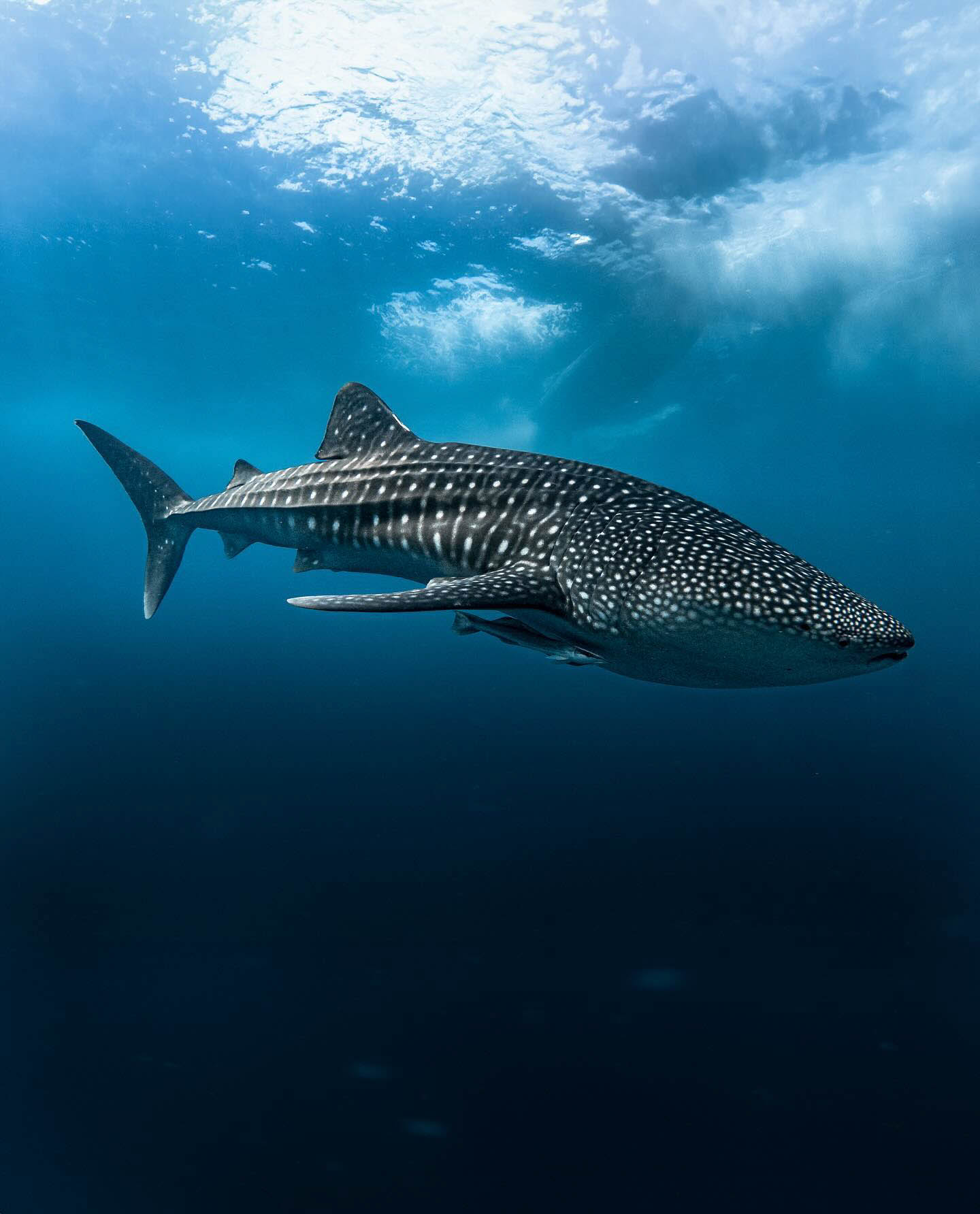 Whale shark swimming near the surface in the Maldives