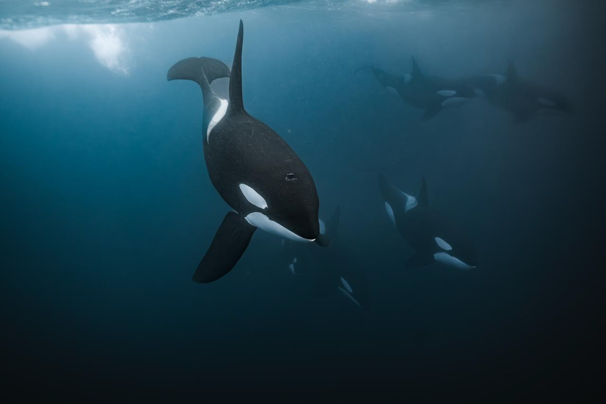 Pod of orcas swimming underwater in Arctic Norway