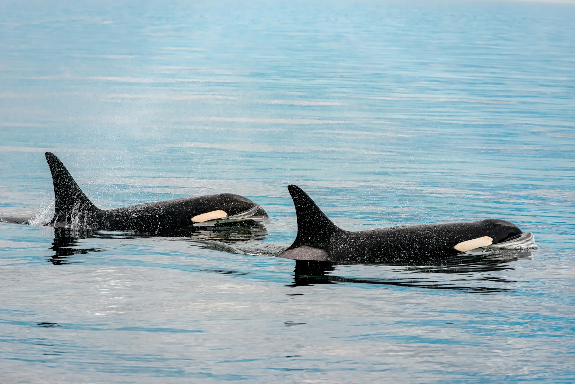 Two orcas swimming just below the surface in cold blue water
