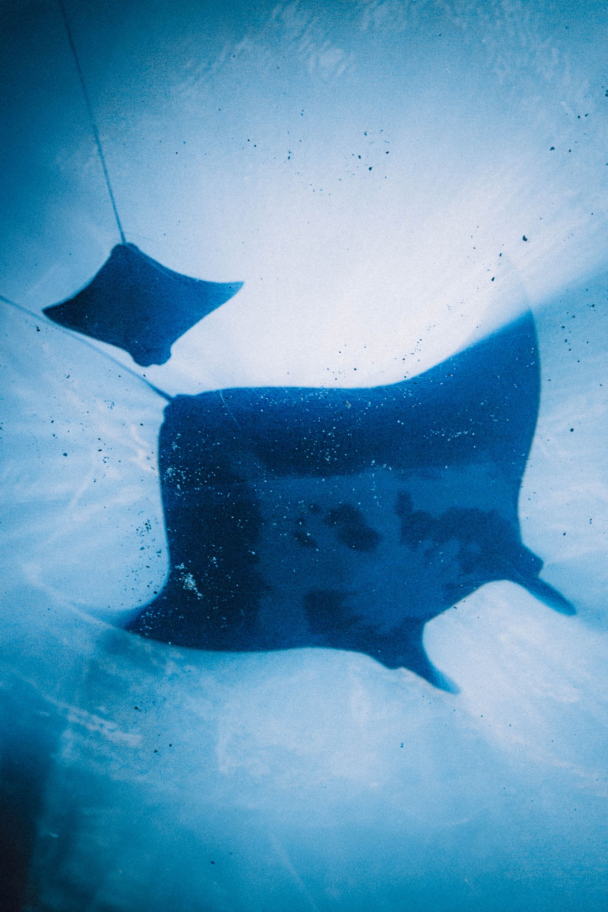 Two manta rays swimming underwater in deep blue water