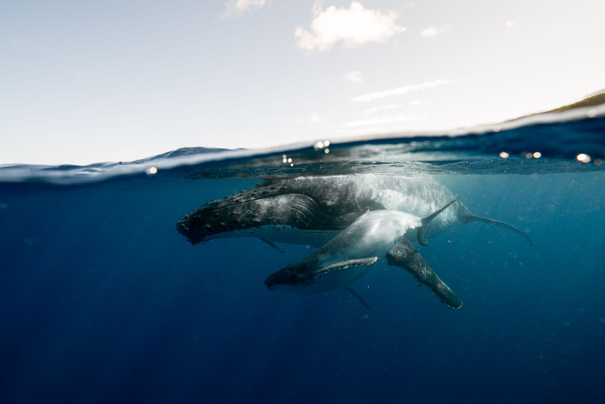 Humpback whale mother and calf underwater off the coast of Tonga