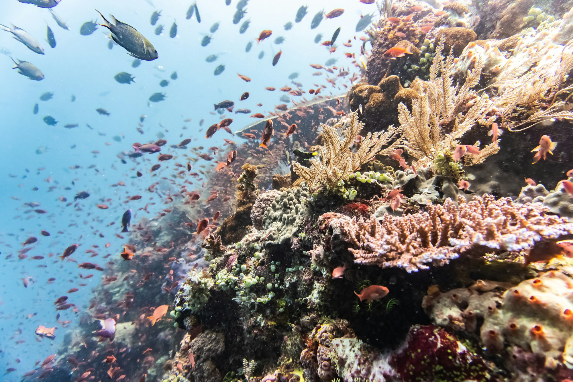 School of fish swimming over a coral reef in Indonesia