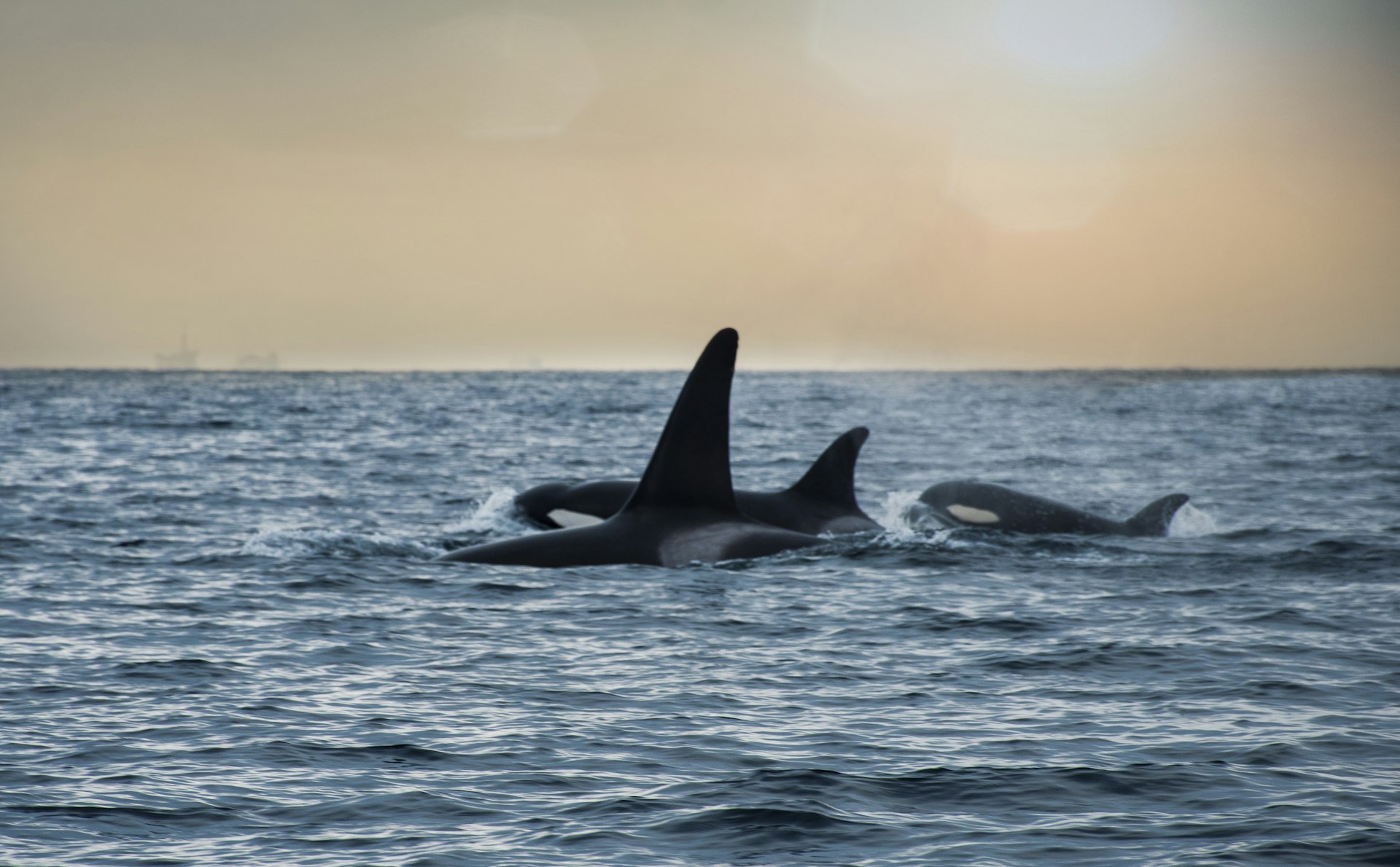 Two orcas swimming together in dark blue water